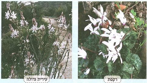 (בספר איור של נוגה ושביט משוחחים)